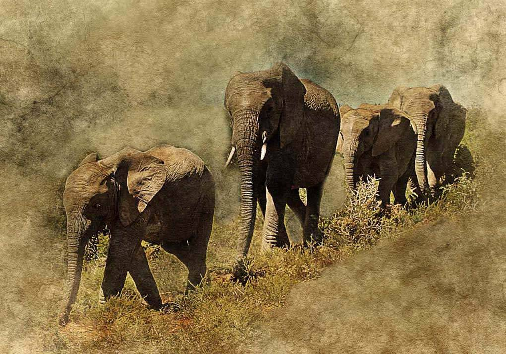 Фотообои Слоны в дикой природе