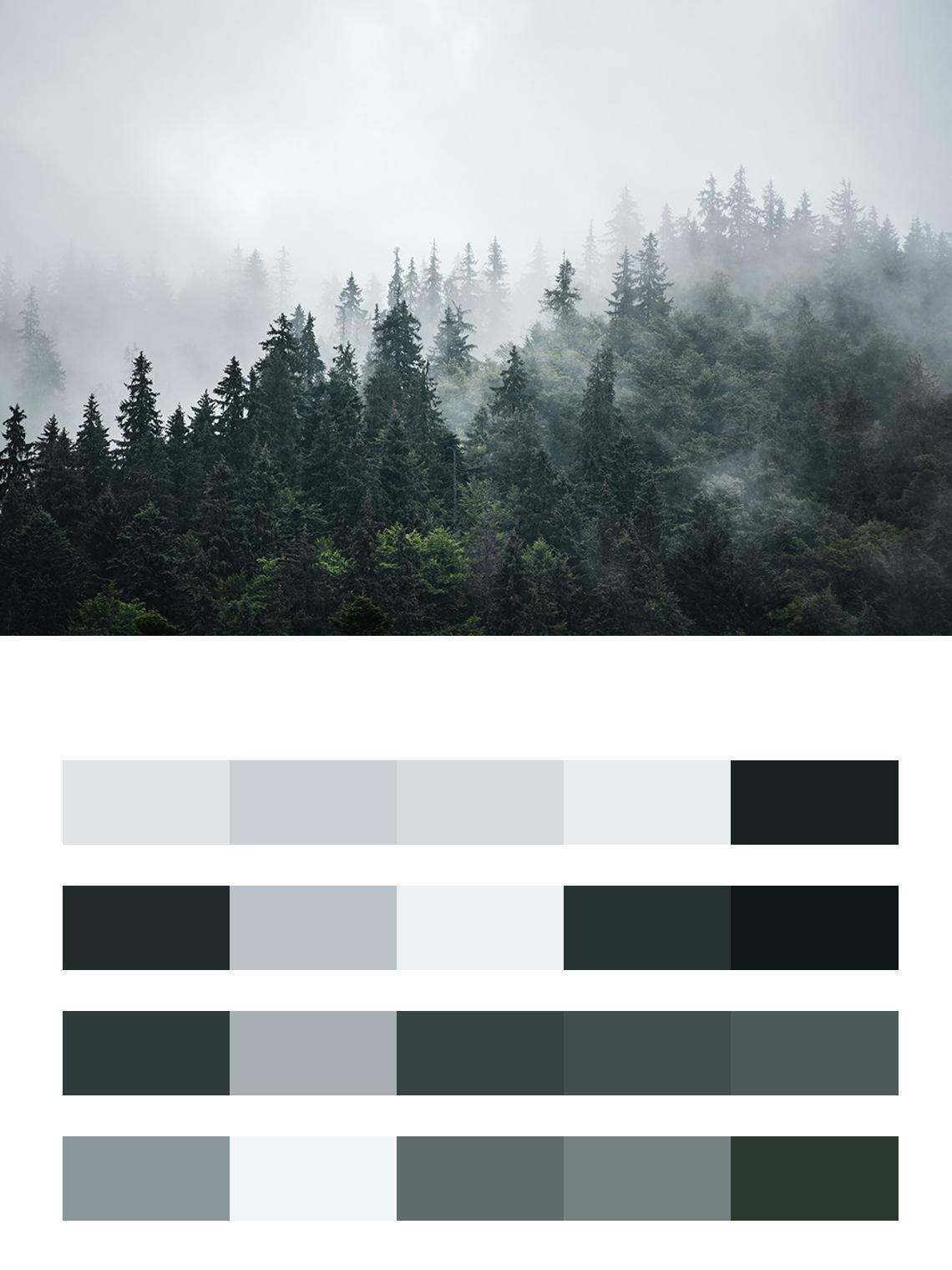 лес туманный утром цвета